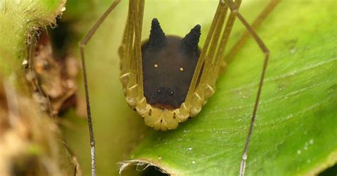 This Spider That Looks Like A Dog Is Freaking People。